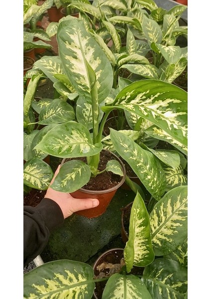 DİFENBAHYA SALON ve OFİS BİTKİSİ HEDİYELİK 30-40 cm fırsatları