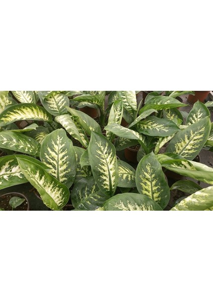 DİFENBAHYA SALON ve OFİS BİTKİSİ HEDİYELİK 30-40 cm indirimleri