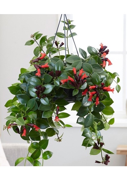 Ruj Çiçeği 5'li Askılı Saksıda