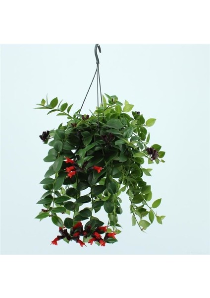 Ruj Çiçeği 5'li Askılı Saksıda fiyatları