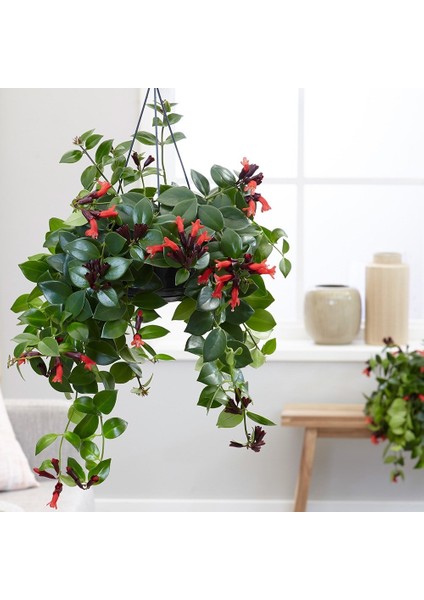 Ruj Çiçeği 5'li Askılı Saksıda modelleri