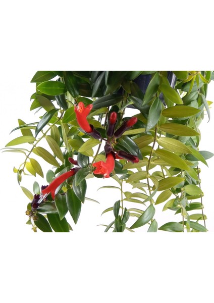 Ruj Çiçeği 5'li Askılı Saksıda indirimleri