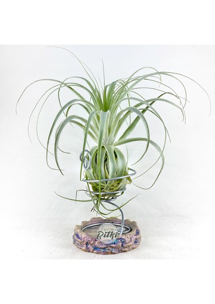 Tillandsia Gardneri (Xl) - Özel Tür Hava Bitkisi Airplant