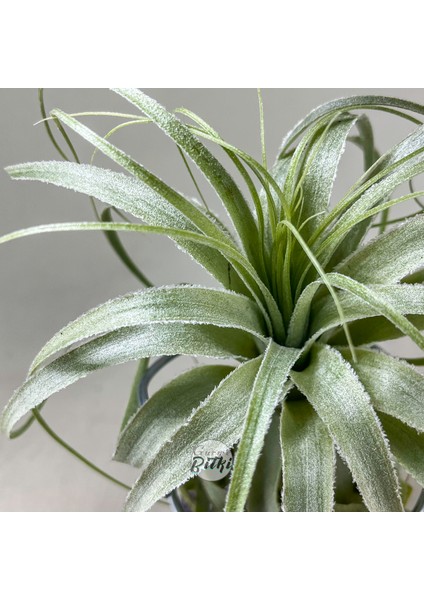 Tillandsia Gardneri (Xl) - Özel Tür Hava Bitkisi Airplant fiyatları