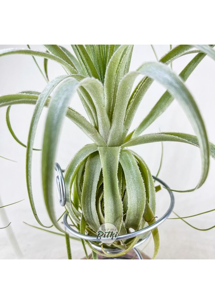Tillandsia Gardneri (Xl) - Özel Tür Hava Bitkisi Airplant modelleri