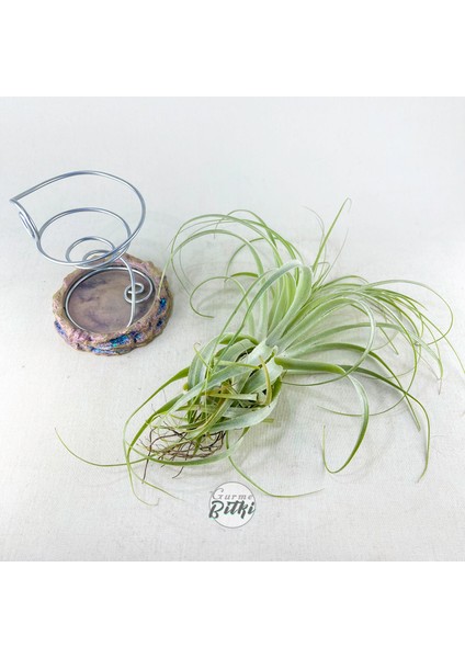 Tillandsia Gardneri (Xl) - Özel Tür Hava Bitkisi Airplant fırsatları