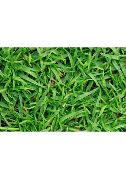 Bermuda Grass Ithal Çim Tohumu 500 gr
