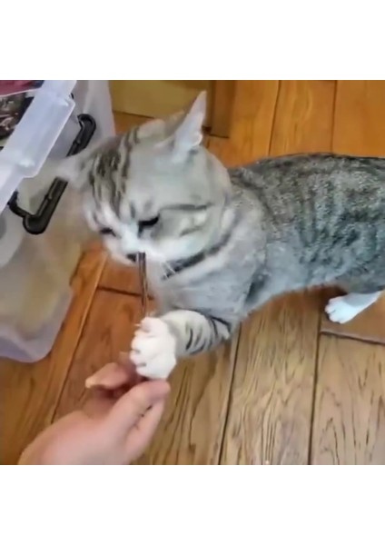 Luxury 8'li Set: 2 Adet Matatabi Çubuk + Sarma Topu+3'lü Renkli Top+ Kedi Oltası+Çıngıraklı Top 1 Adet fiyatları