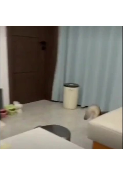 Luxury Spiral Kedi Tüneli Oyuncağı - Katlanabilir, Esnek, Fare ve Top Oyuncaklı 1 Adet Sarı 1 Adet