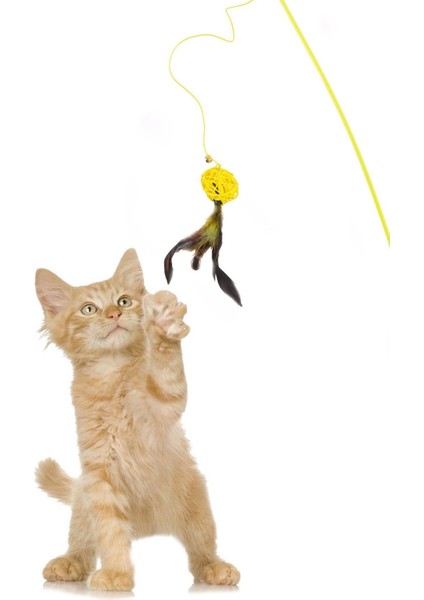 Luxury Tüylü Kedi Oltası, Sarı Toplu Kedi Oyun Oltası 1 Adet fiyatları