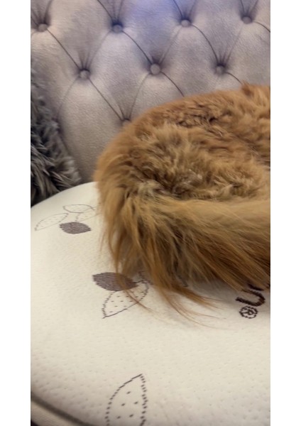 Luxury Yüksek Dansiteli Organik Pamuk Dokulu Kedi & Köpek Yatağı, Minderi, Matı 70X50 cm 1 Adet