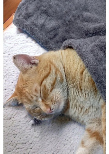 Luxury Paw Wellsoft Kedi Köpek Battaniyesi 100X100 cm Antrasit 1 Adet fiyatları