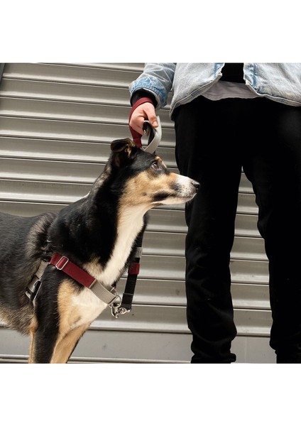 Luxury Drago Easy Walk Önden Çekmeli Göğüs Tasması 1 Adet