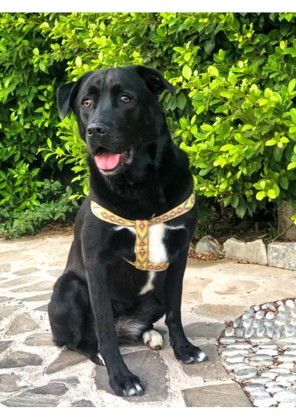 Luxury Tofella Göğüs Tasma 1 Adet