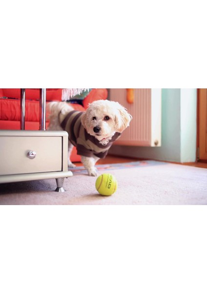 Luxury Köpek Yuvası Küçük Irk Köpek Yatağı ve Kedi Yatağı Büyük Yeşil Gri Sungersımıt 1 Adet