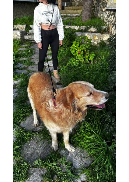 Luxury Siyah Beyaz Köpek Hands Free Koşu ve Yürüyüş Gezdirme Tasması 1 Adet fiyatları