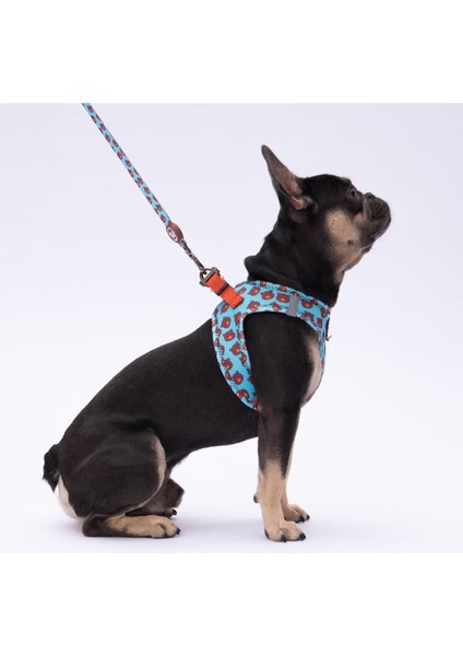 Luxury Bears Leash Kedi Köpek Sevk & Gezdirme Kayışı Köpek Uzatma Tasması 1 Adet