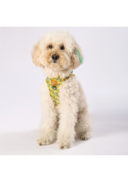Luxury Cactus Air-Mesh Göğüs Tasması Kedi Köpek Göğüs Tasması 1 Adet