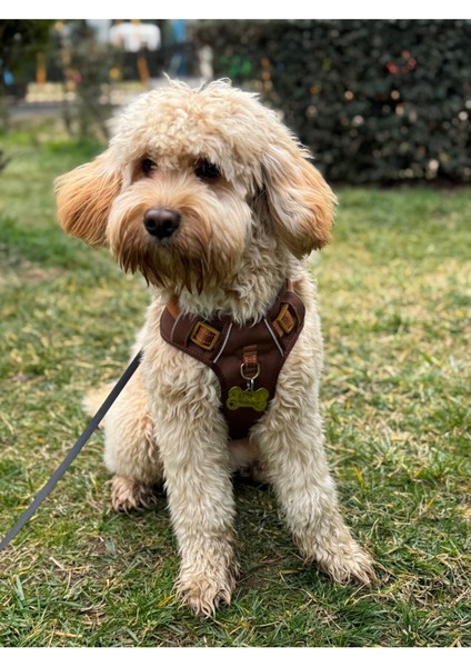 Luxury Köpek Tasması, Göğüs Tasması, Ayarlanabilir Tasma 1 Adet