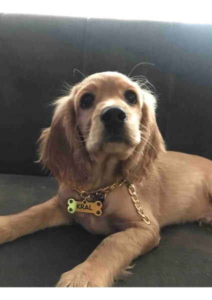 Luxury 88 cm Köpek Kedi Künyesi Isimliği Paslanmaz Zincirli 1 Adet
