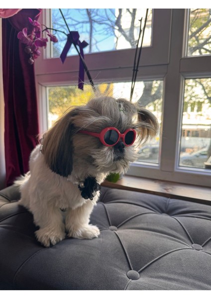 Luxury Kedi Köpek Gözlüğü Evcil Hayvan Gözlüğü 1 Adet