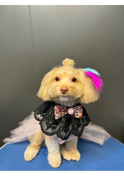 Luxury Kedi & Köpek Fuları 1 Adet