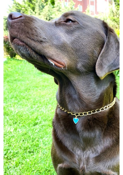 Luxury Köpek Boyun Tasması Köpek Tasması Mavi Kalp Detaylı Ayarlanabilir Köpek Kolyesi Gold Zincir 1 Adet