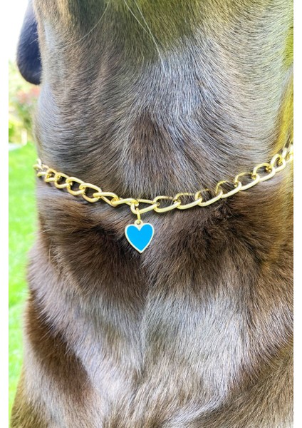 Luxury Köpek Boyun Tasması Köpek Tasması Mavi Kalp Detaylı Ayarlanabilir Köpek Kolyesi Gold Zincir 1 Adet