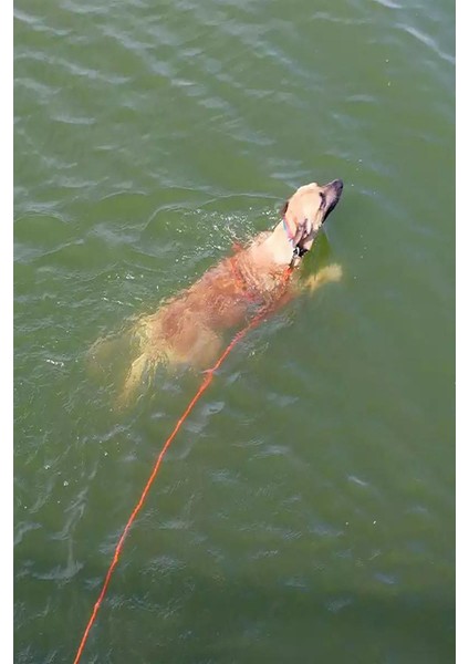 Luxury Çelik Presli 12 Metre Köpek Bahçe Bağlama Gezdirme Kayışı Sevk Kayışı 1 Adet