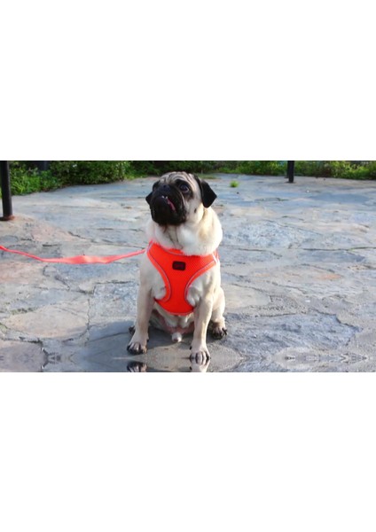 Luxury Air-Mesh Küçük ve Orta Irk Kedi Köpek Göğüs Tasması Yumuşak,nefes Alabilir, Dayanıklı Bordo 1 Adet