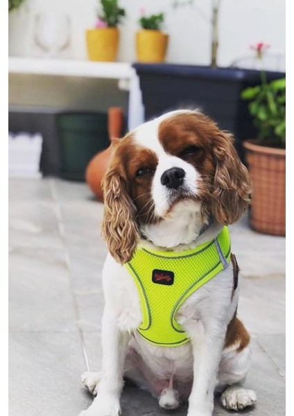 Luxury Kedi Köpek Göğüs Tasması ve Sevk Kayışı Takım Neon Lime 1 Adet