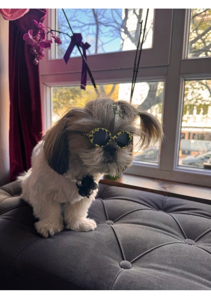 Luxury Kedi Köpek Güneş Gözlüğü Desenli Evcil Hayvan Güneş Gözlüğü 1 Adet