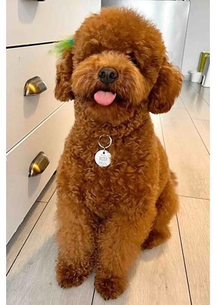 Luxury Metal Köpek Künyesi, Deri Köpek Isimlik, Köpek Kedi Tasması, Köpek Madalyonu 1 Adet fiyatları
