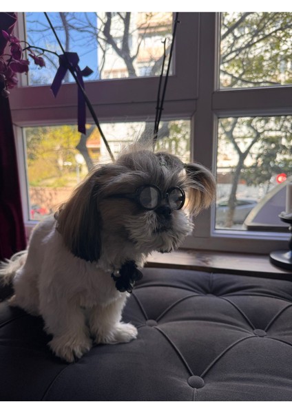 Luxury Kedi Köpek Güneş Gözlüğü Evcil Hayvan Güneş Gözlüğü 1 Adet