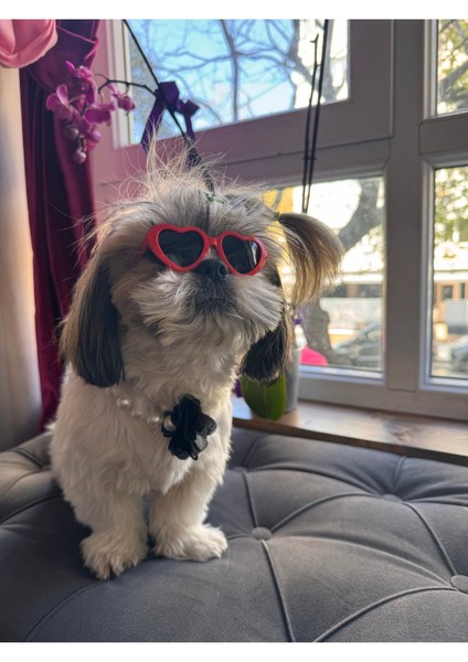 Luxury Kedi Köpek Güneş Gözlüğü Kırmızı Kalp Çerçeve Evcil Hayvan Güneş Gözlüğü 1 Adet