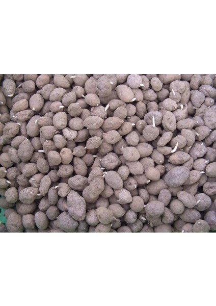 Salep Orkidesi Anaçlık Yumru 100 Adet