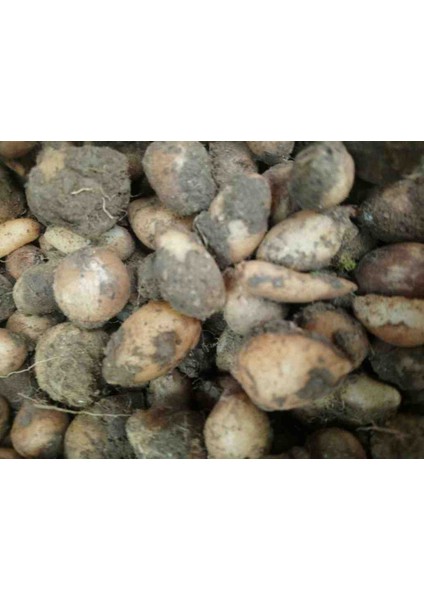 Salep Orkidesi Anaçlık Yumru 100 Adet