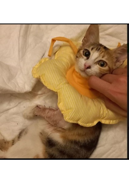 Kedi ve Köpek Yakalığı Elizabeth Yakalık Ameliyat Sonrası Koruyucu Yakalık