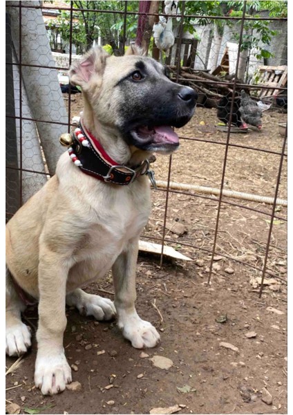 Yavru Köpek Tasması Hakiki Deri 2 Zilli