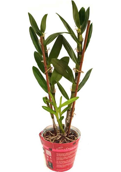 Çiçeksiz Dendrobium Orkide Fidesi