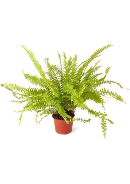 Nephrolepsis Fujer - Aşk Merdiveni - Ev Ofis Salon Bitkisi 10-20 cm