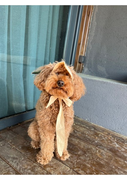 Luxury Köpek Şapkası 1 Adet