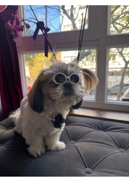 Luxury Kedi Köpek Güneş Gözlüğü Beyaz Çerçeveli Evcil Hayvan Güneş Gözlüğü 1 Adet
