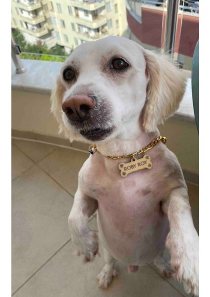 Luxury 63 cm Kedi Köpek Künyesi Isimliği Paslanmaz Zincirli 1 Adet
