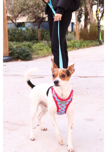 Luxury Köpek Göğüs Tasma Seti Ayarlanabilir Gezdirme Kayışı Eller Serbest Kalp Desenli 1 Adet