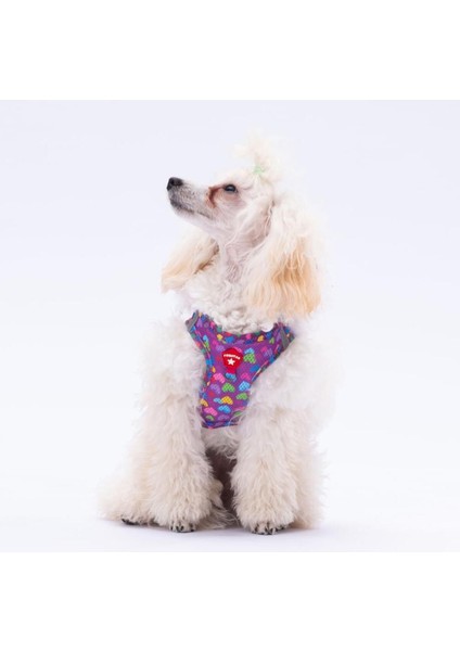Hearts Air-Mesh Köpek Göğüs Tasması