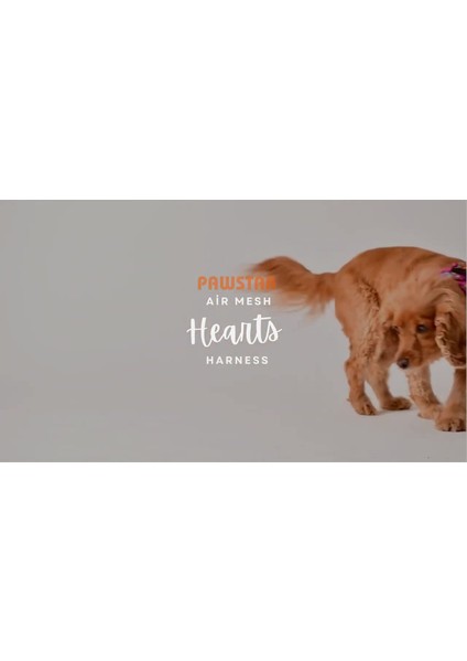 Hearts Air-Mesh Köpek Göğüs Tasması