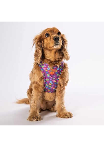 Hearts Air-Mesh Köpek Göğüs Tasması