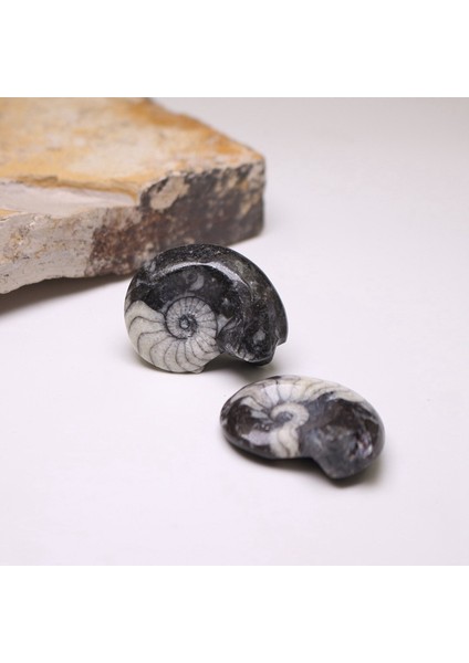 Adet Doğal Amonit Fosil Örneği Şifalı Fas Taşı 2,5-3,8 cm (Yurt Dışından)