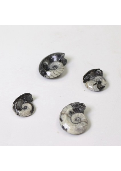 Adet Doğal Amonit Fosil Örneği Şifalı Fas Taşı 2,5-3,8 cm (Yurt Dışından)